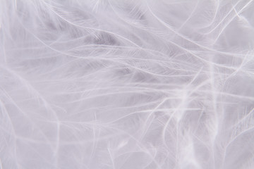 Fototapeta premium White feathers background