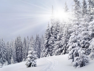 Trees covered with hoarfrost and snow in mountains