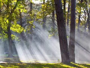 Gordijnen forest fog © Foto Factory