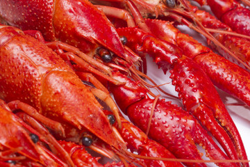 Red crayfish