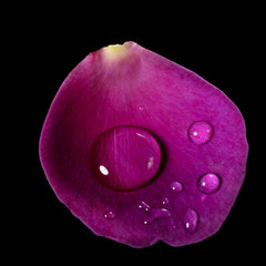 rose petal and water drops upon