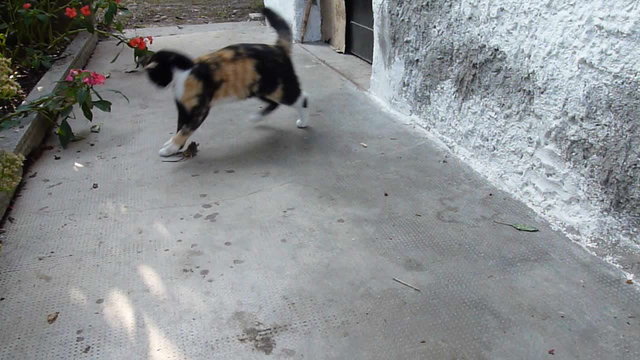 un gatto gioca con topo