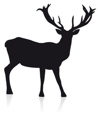 Rotwild  / Deer