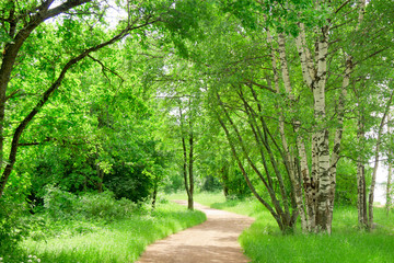 Green Wallpaper Way to Go Woods Landscape