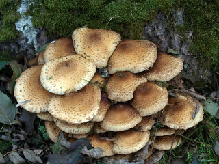 Sparriger Sch&uuml;ppling