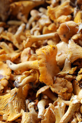 finferli