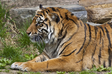 wild tiger