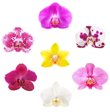 Fototapeta Orchids