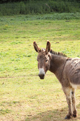 quiet donkey in a field in spring, ane