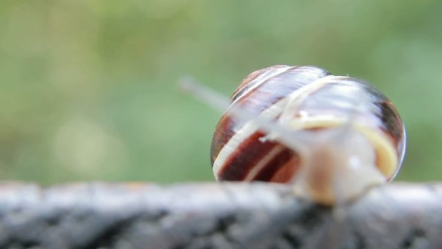 Snail crawling on wooden table