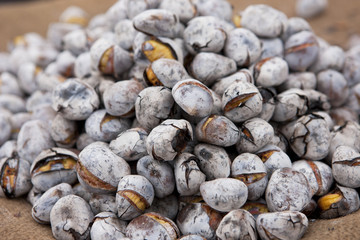 chestnuts