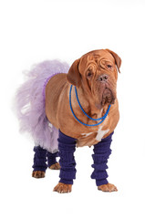 French mastiff ballerina