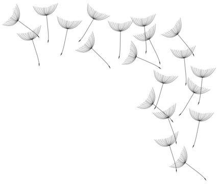 Fototapeta Pusteblume