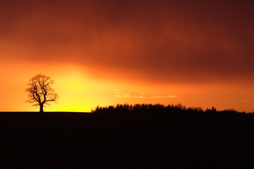 Obraz premium Dramatic sunset with a lonely tree