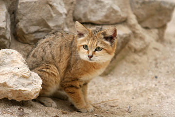 Chat des sables, chat d'Arabie