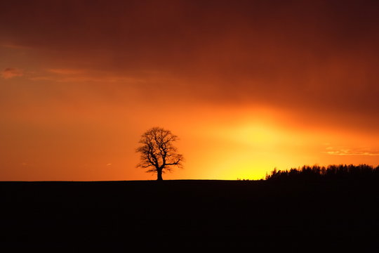 Tree and forest in the dramatic sunset