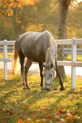 Fototapeta premium Lipizzan horse grazing