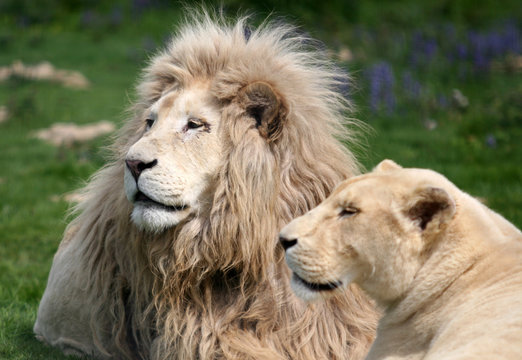 35 Images Photos Et Illustrations Vectorielles Stock Appropriees Sur Le Theme Lion Blanc Adobe Stock