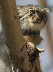 Manul, chat de Pallas