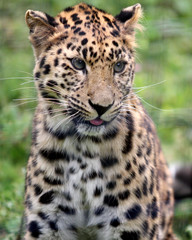 Fototapeta na wymiar Panthere du Sri Lanka