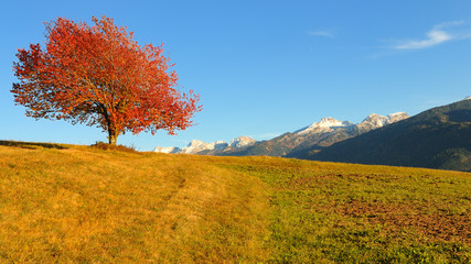 Red tree in autumn, Alps, Italy