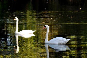 Swans