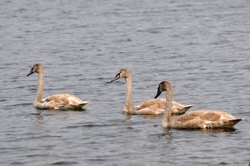 young swans