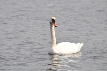Swan