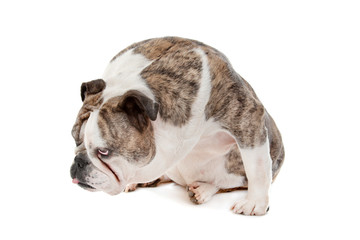 English Bulldog