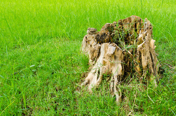 lonely bird on dead stump