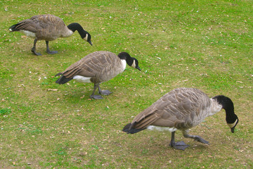 Three geese