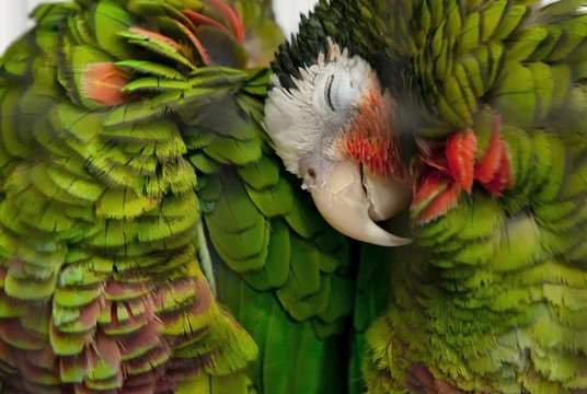 Parrots in love