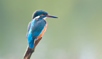 Kingfisher