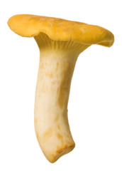 Golden Chantarelle