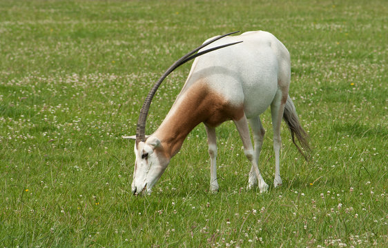 Scimitar-Horned Oryx, endangered species