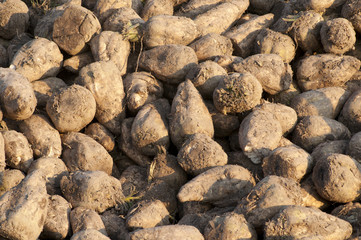 only sugar beets