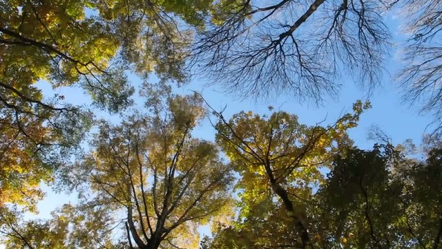 Trees in the autumn park