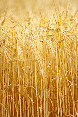 Golden Grain
