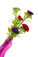 colorful Asters flowers in vase over white background