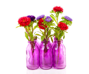 colorful Asters flowers in vase