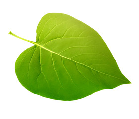 green leaf isolated