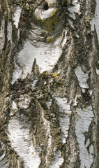 birch bark detail
