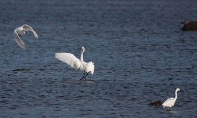 Winter bird visitors at the Inland Sea