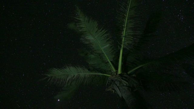 Timelapse of palmtree in the night