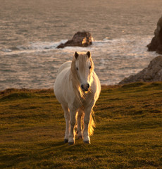 Wild Welsh Pony in the sunset off the coast of Isle of Anglesey