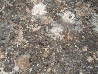 weathered lichen background