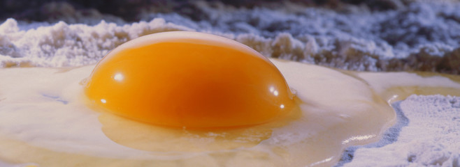 Egg
