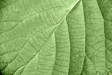 Laubblatt Hintergrund