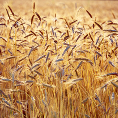 Wheat