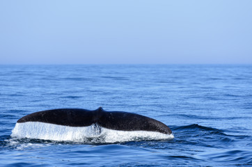 Fototapeta premium North Atlantic Right Whale